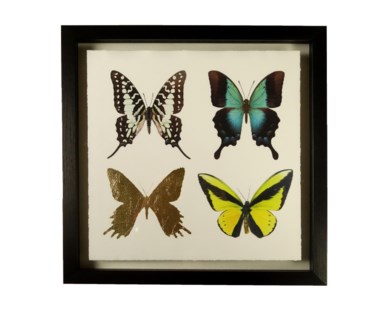 Butterflies - B